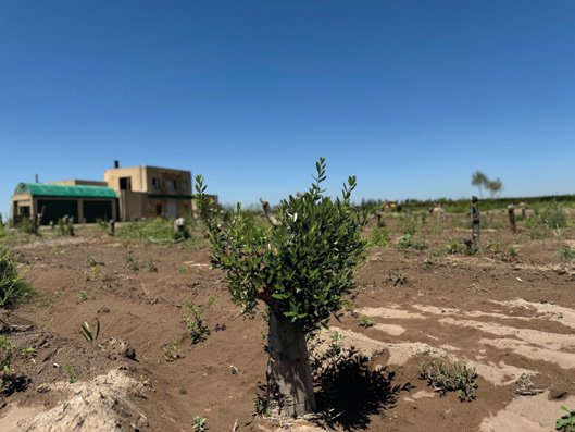 Olivar de Almacén Mendocino