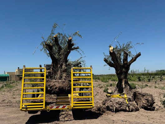 Traslado de olivos